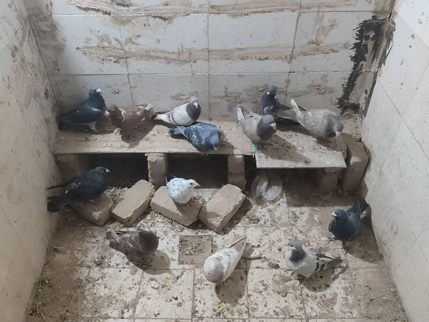 کبوتر|پرنده|تاکستان, |دیوار