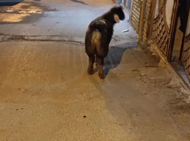 بره نر تخمی قد بلند کشیده|حیوانات مزرعه|بهبهان, |دیوار