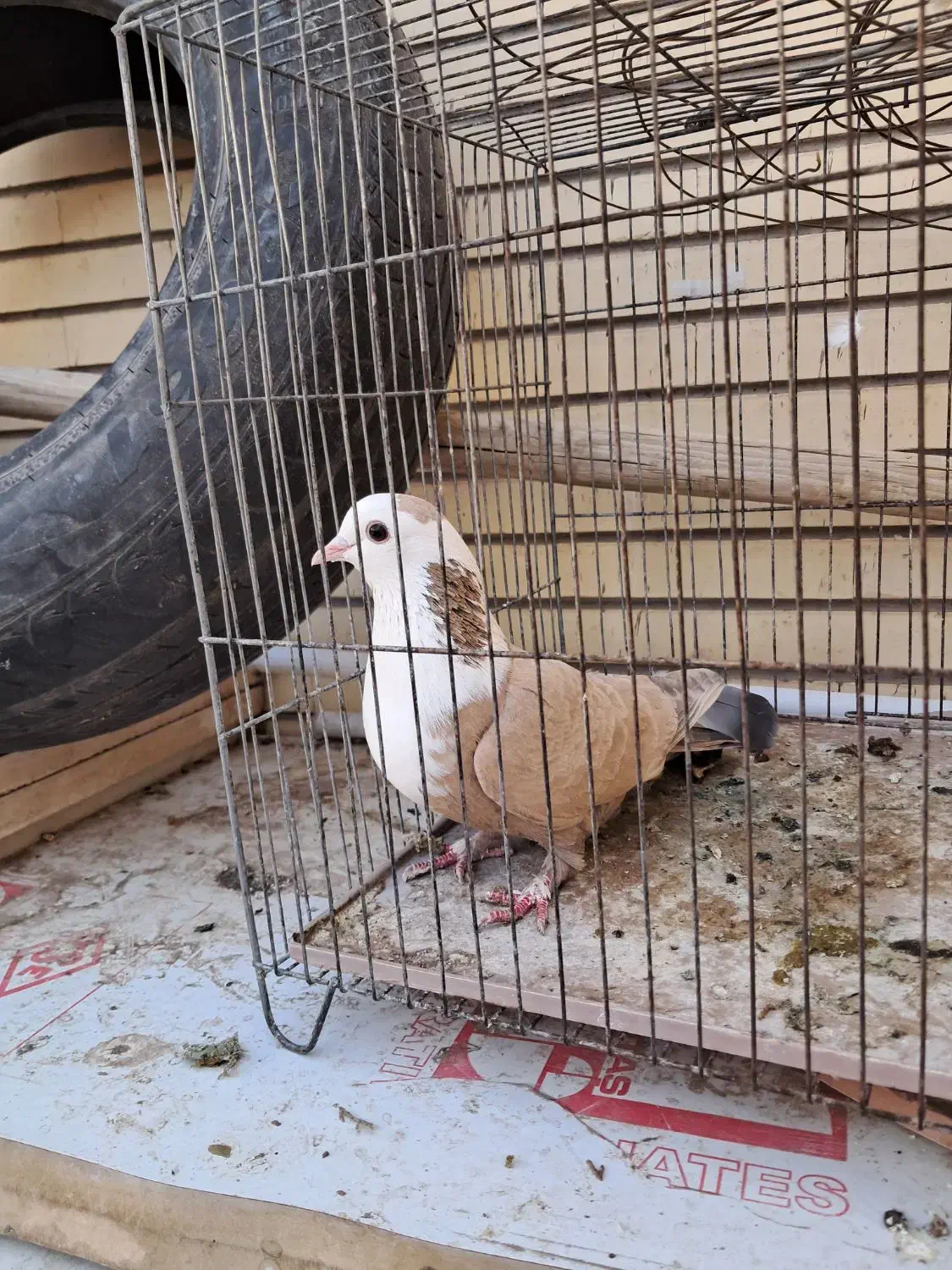 ماده زرد سرسفیدعتیقه|پرنده|رفسنجان, |دیوار