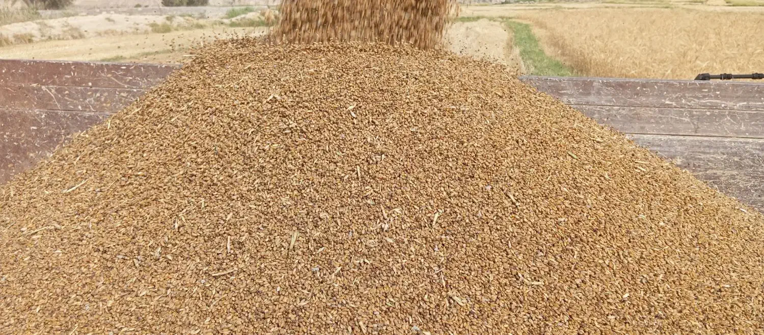 فروش گندم بذری مهرگان|گل و گیاه طبیعی|رامهرمز, |دیوار