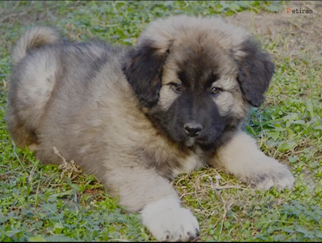 سگ قفقازی سگ ماستیف قفقازی غول پیکر|سگ|کرج, باغ سیب|دیوار