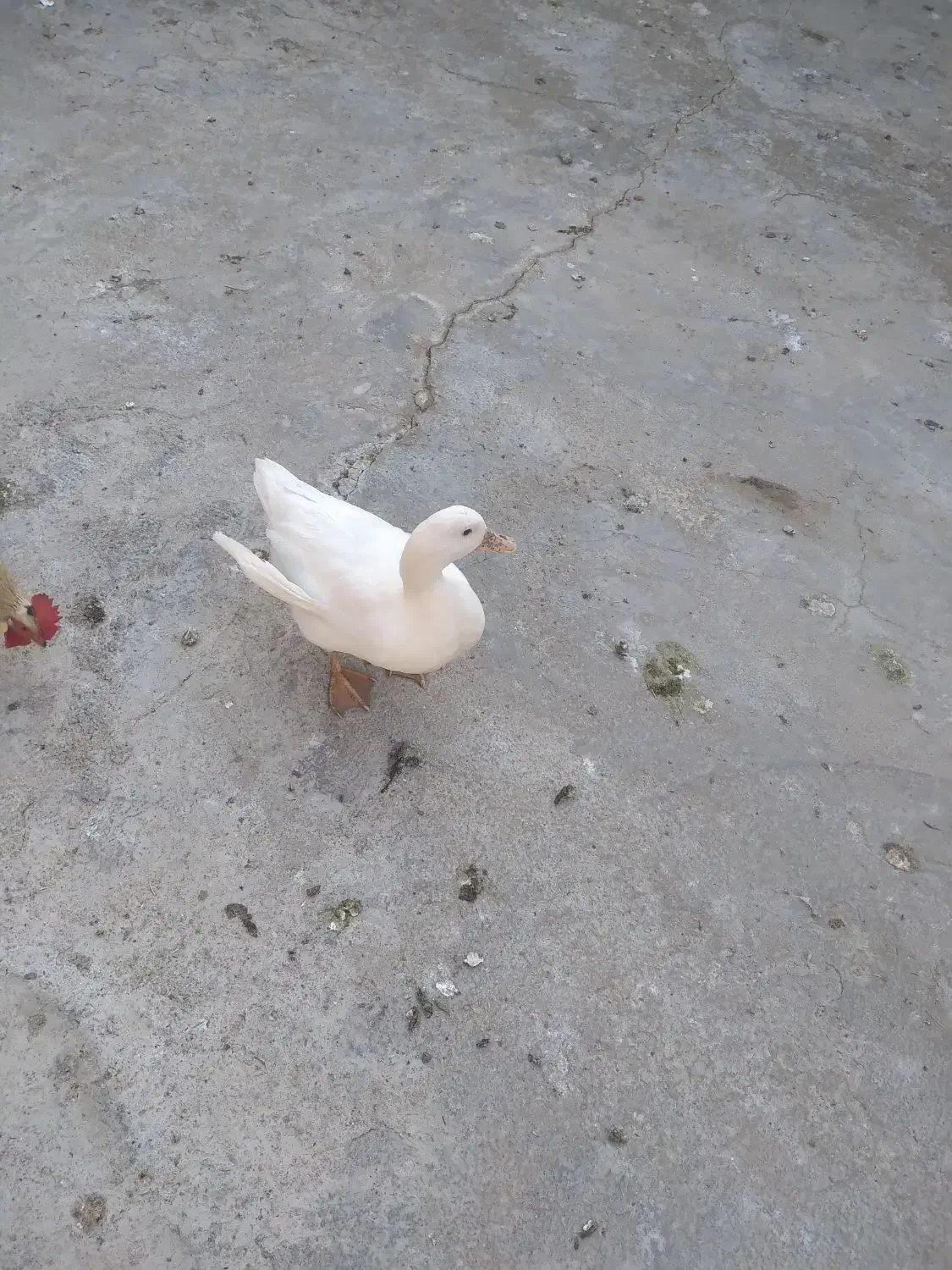 یک عددمرغابی تخم گذارسیصدهزار|پرنده|سرپل ذهاب, |دیوار