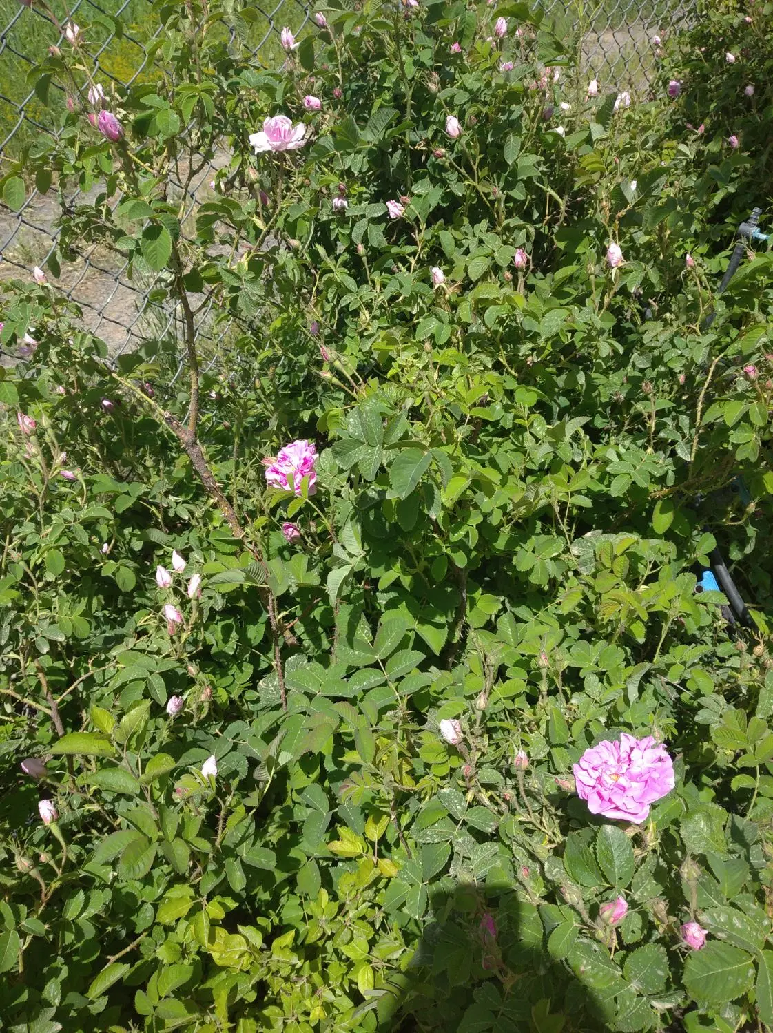 گل محمدی|گل و گیاه طبیعی|سنندج, |دیوار