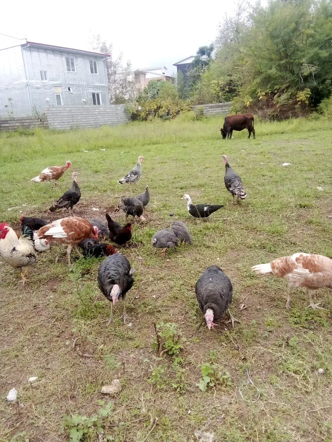 اردک اسراییلی وبوقلمون|حیوانات مزرعه|رضوانشهر, |دیوار