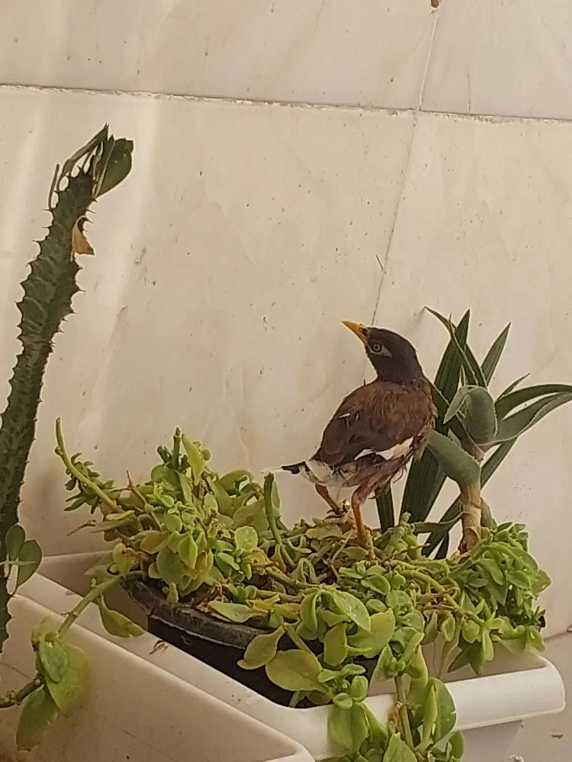 جوجه مینا بسیار باهوش (نرپاکستانی)|پرنده|شیراز, کوشک میدان|دیوار