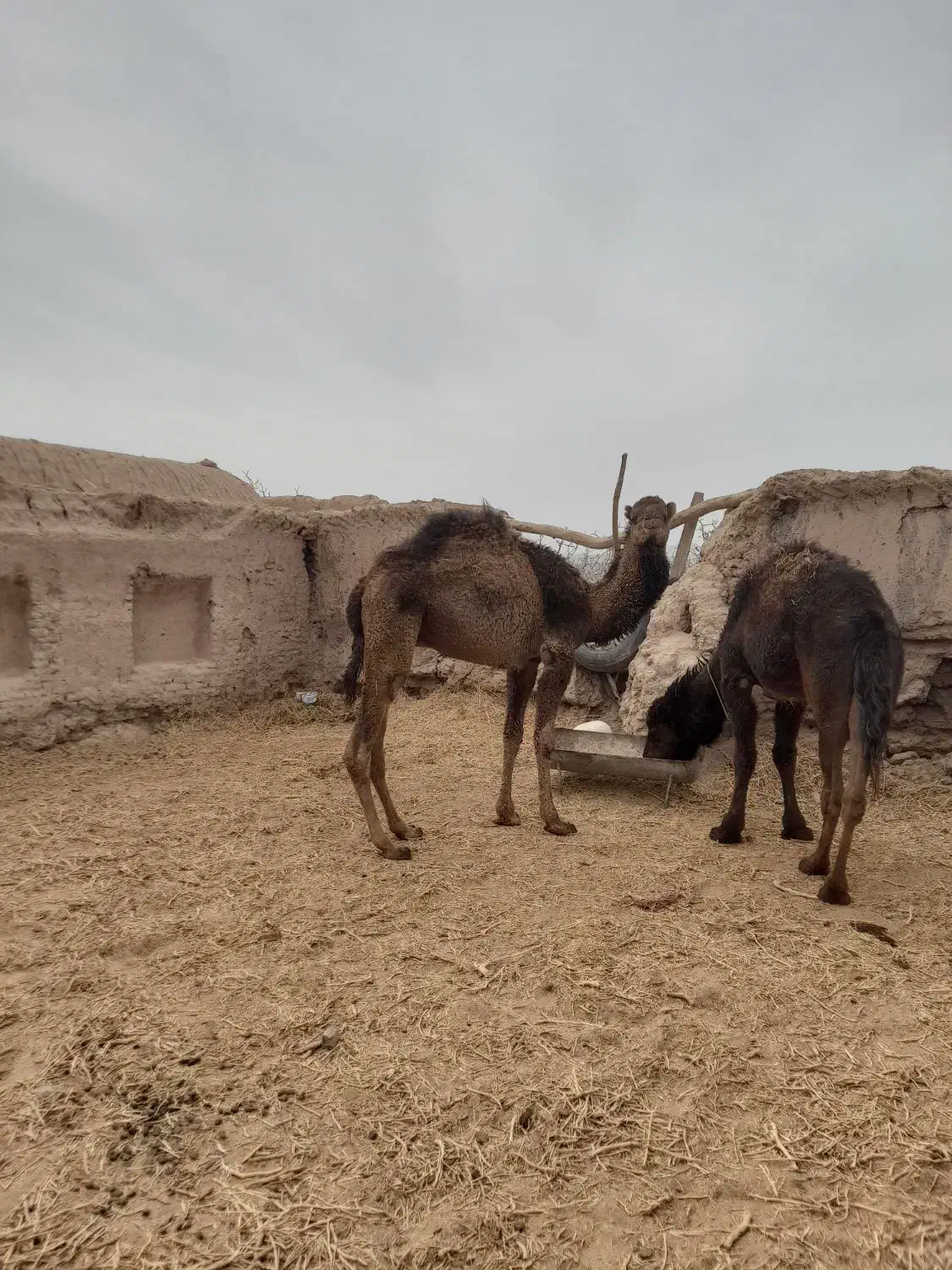 شتر|حیوانات مزرعه|راور, |دیوار