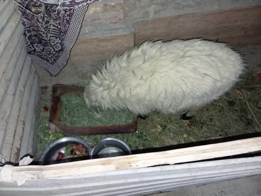 گوسفند بر ماده|حیوانات مزرعه|سراوان, |دیوار