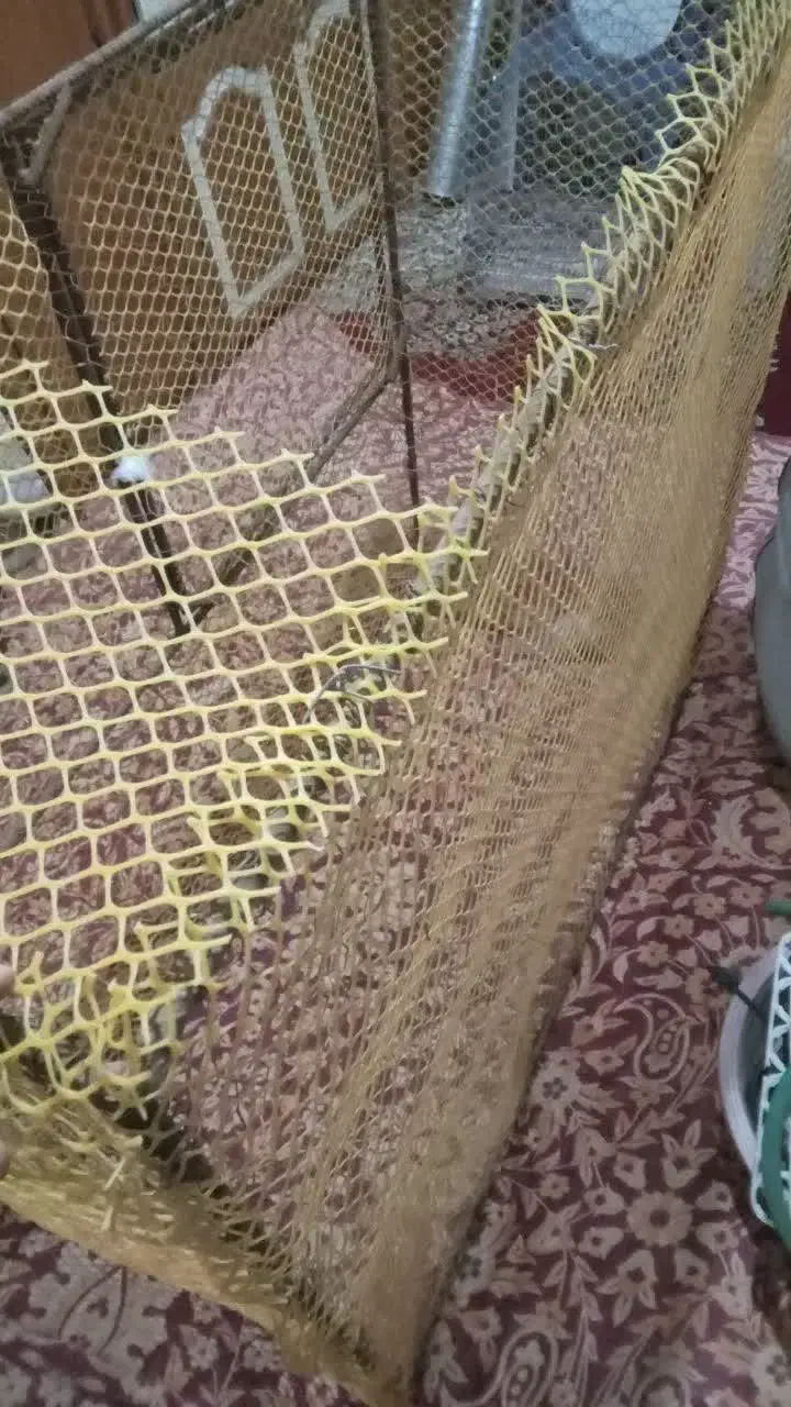 قفس|لوازم جانبی حیوانات|یزد, |دیوار