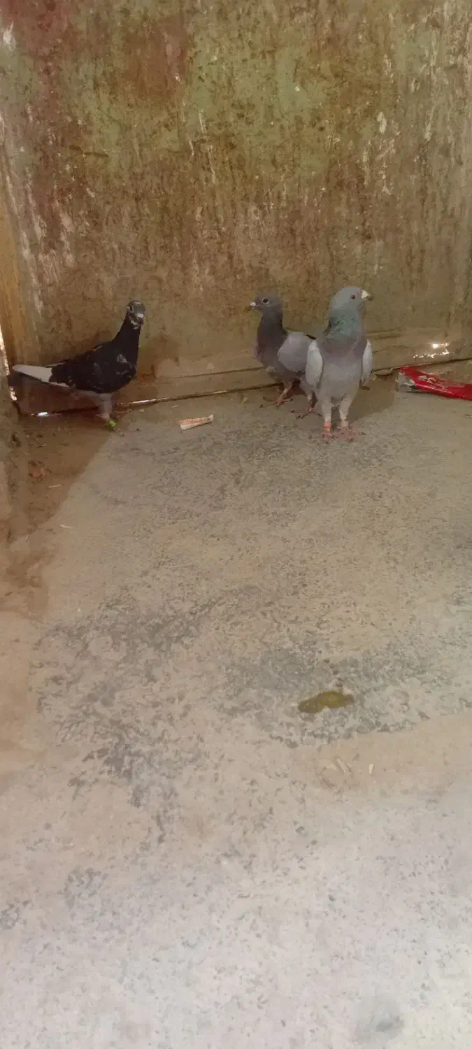 کفتر فروشی چهار تا جوجه نر سرکله دار ابلغ|پرنده|صابری, |دیوار