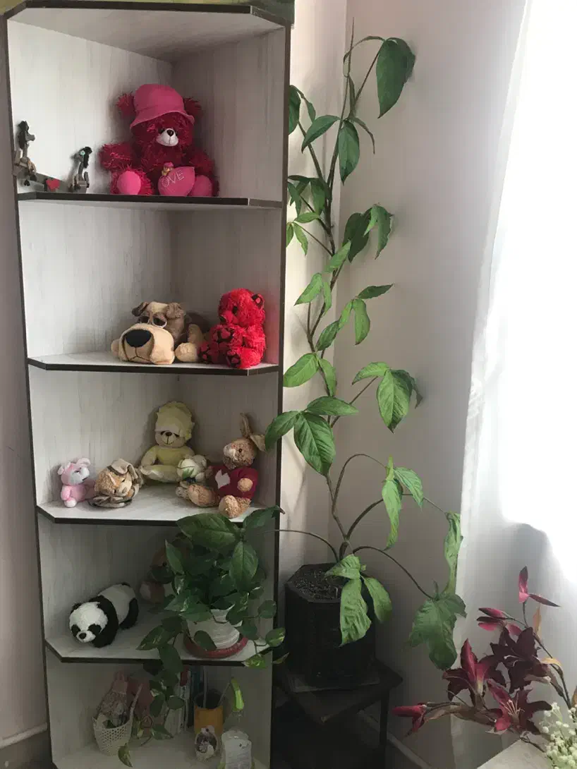 کتابخانه|کتابخانه، شلف، قفسه‌های دیواری|کرج, دهقان ویلا|دیوار