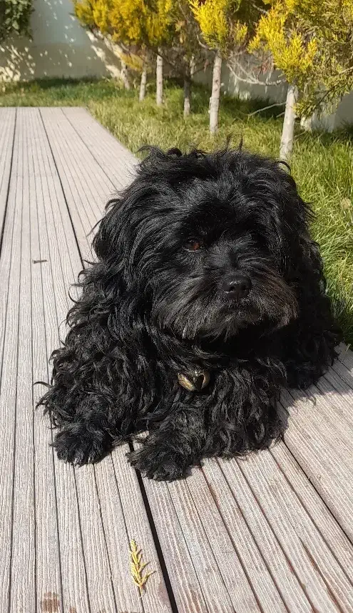 ۲عدد(سگ پاکوتاه)|سگ|کرج, کمالشهر|دیوار