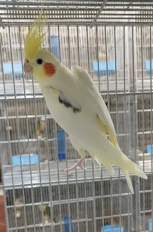 عروس هلندی مولد با جوجه|پرنده|فولادشهر, A2|دیوار