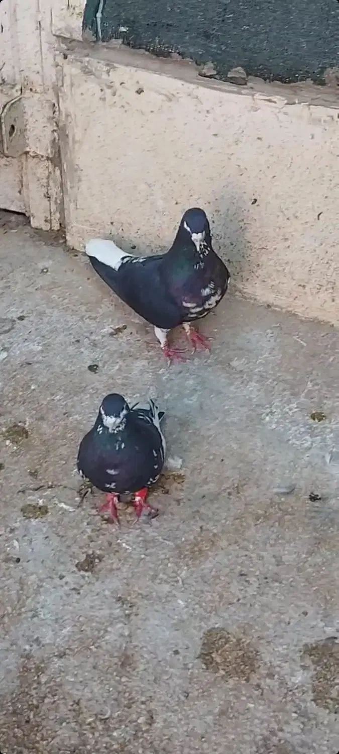 شهری|پرنده|شبانکاره, |دیوار