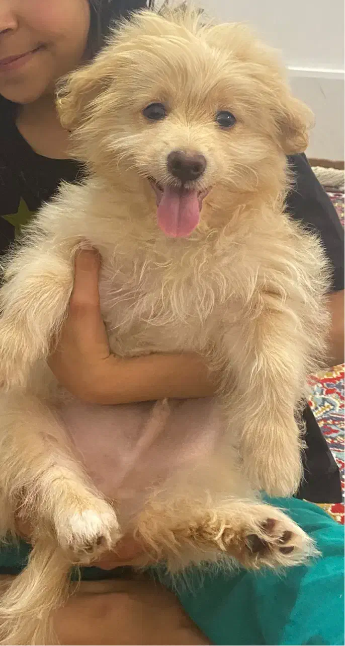 حیوانات|سگ|گرگان, |دیوار