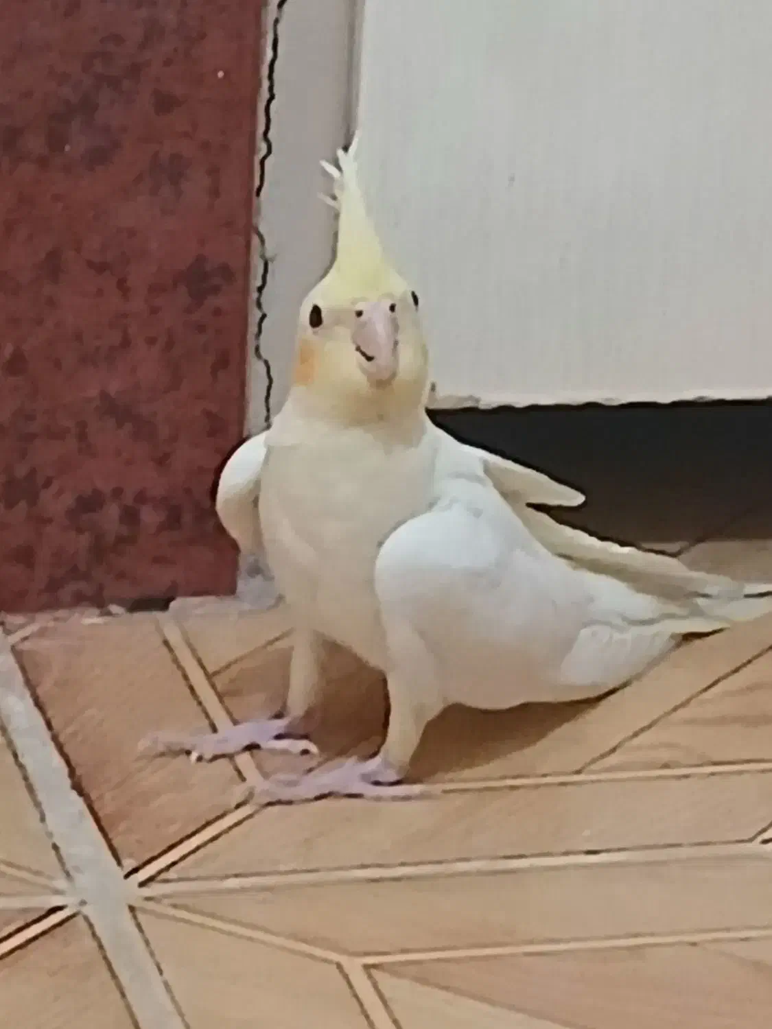 عروس هلندی|پرنده|مشکین‌دشت, |دیوار