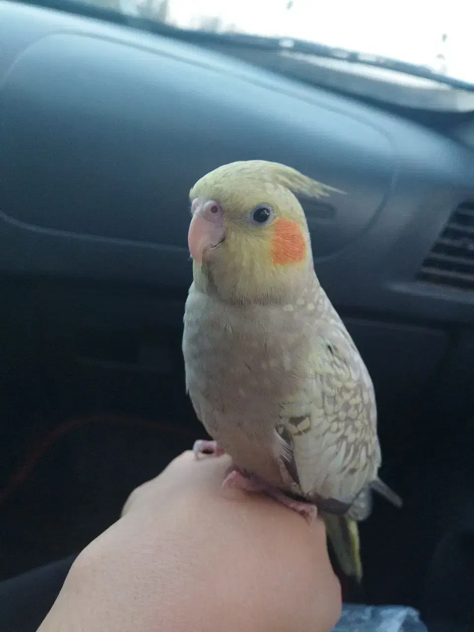 عروس هلندی گمشده|حیوانات|اسلام‌شهر, شهرک سعیدیه|دیوار