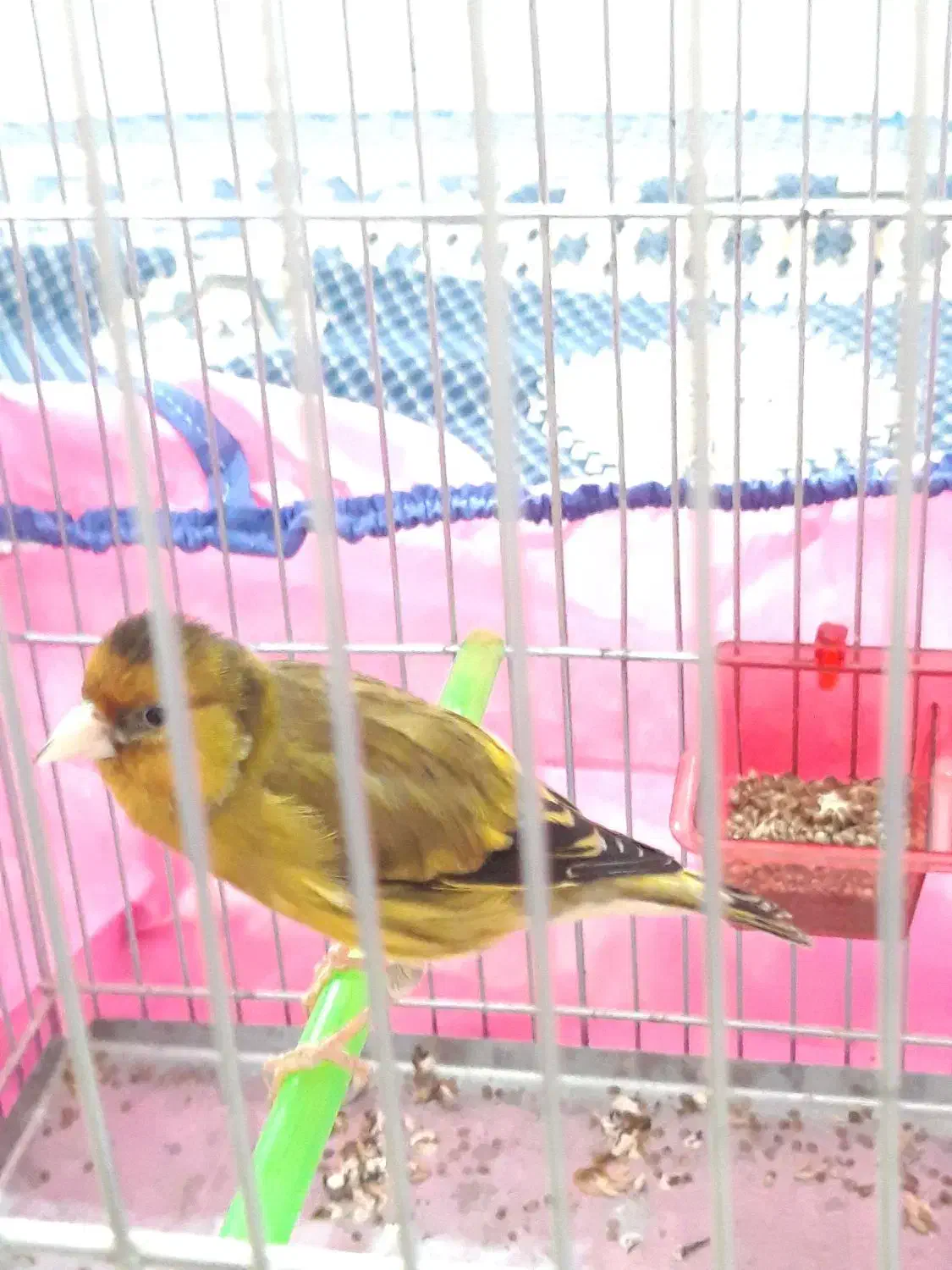 سهره قناری لرخان بدونه ایراد|پرنده|همدان, |دیوار