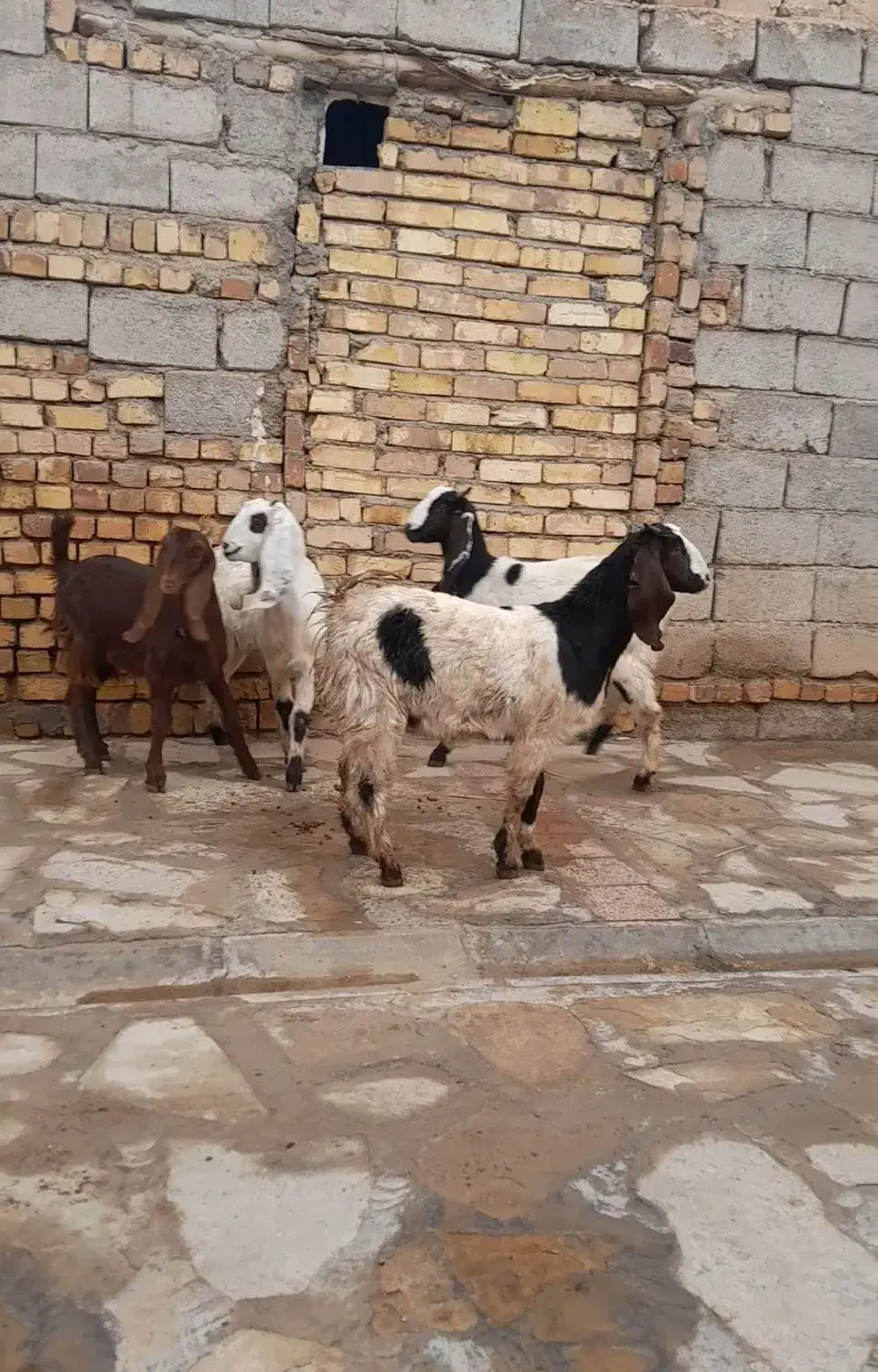 بزغاله پاکستانی (چپش)چند قلو زا|حیوانات مزرعه|هشتگرد, شهرک اقدسیه|دیوار