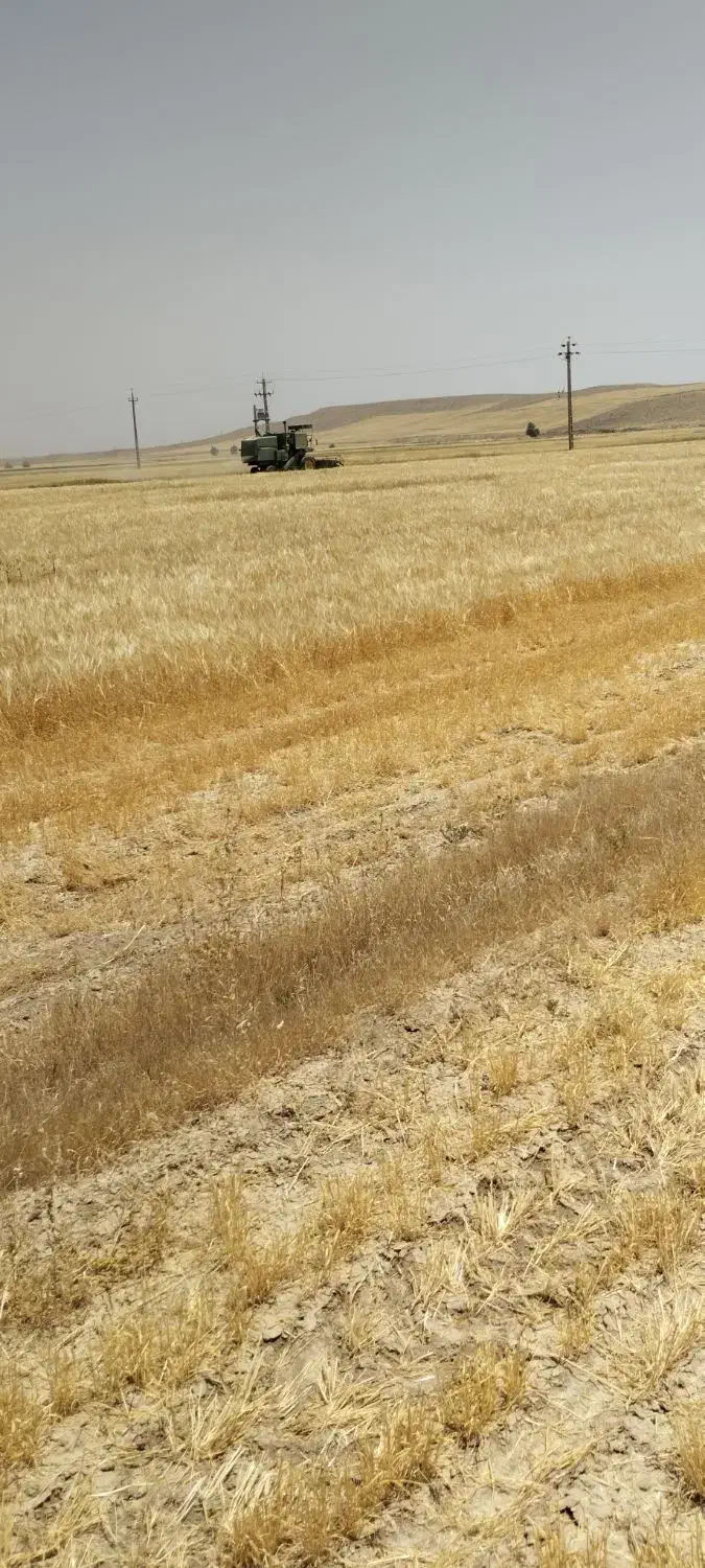 جو دیم محلی مناسب برای بذر قیمت 30000|خدمات باغبانی و درختکاری|دهگلان, |دیوار