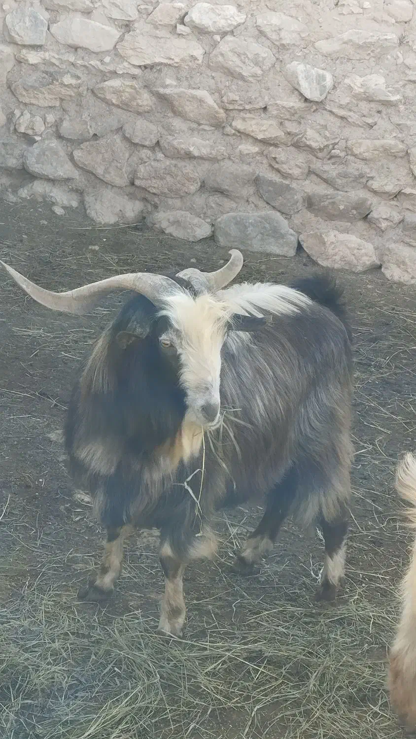 بز نر بزرگ|حیوانات مزرعه|چالدران, |دیوار