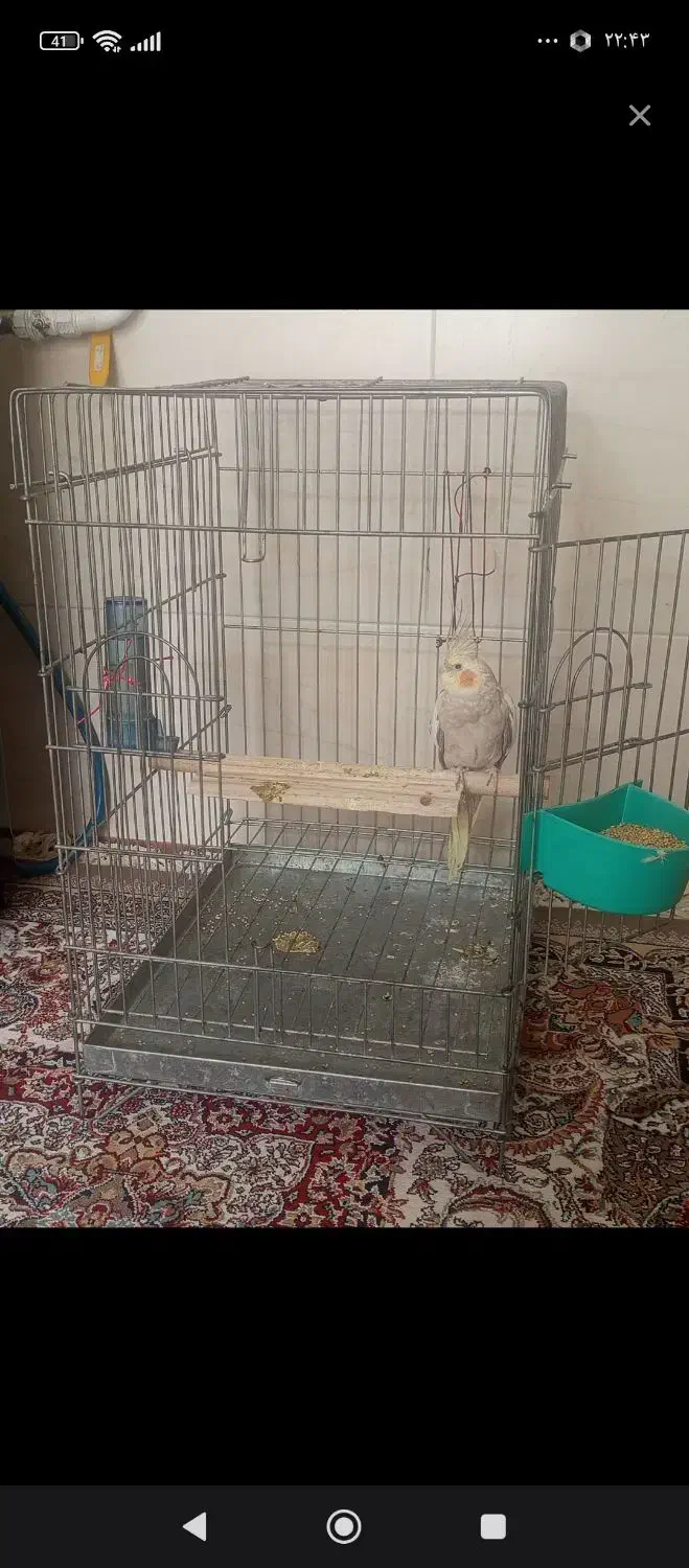 عروس هلندی|پرنده|آباده, |دیوار