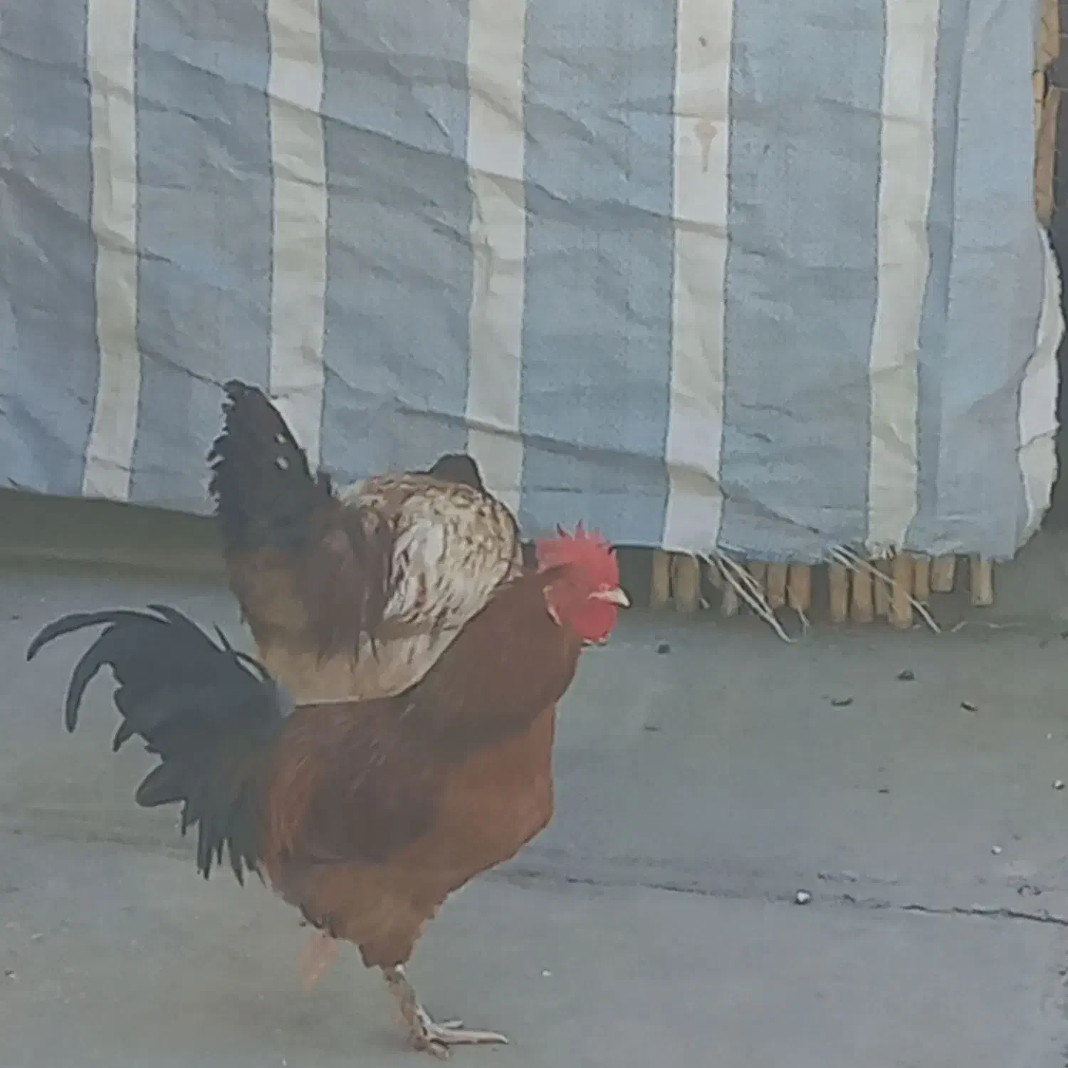 مرغ وخروس|حیوانات مزرعه|سرپل ذهاب, |دیوار