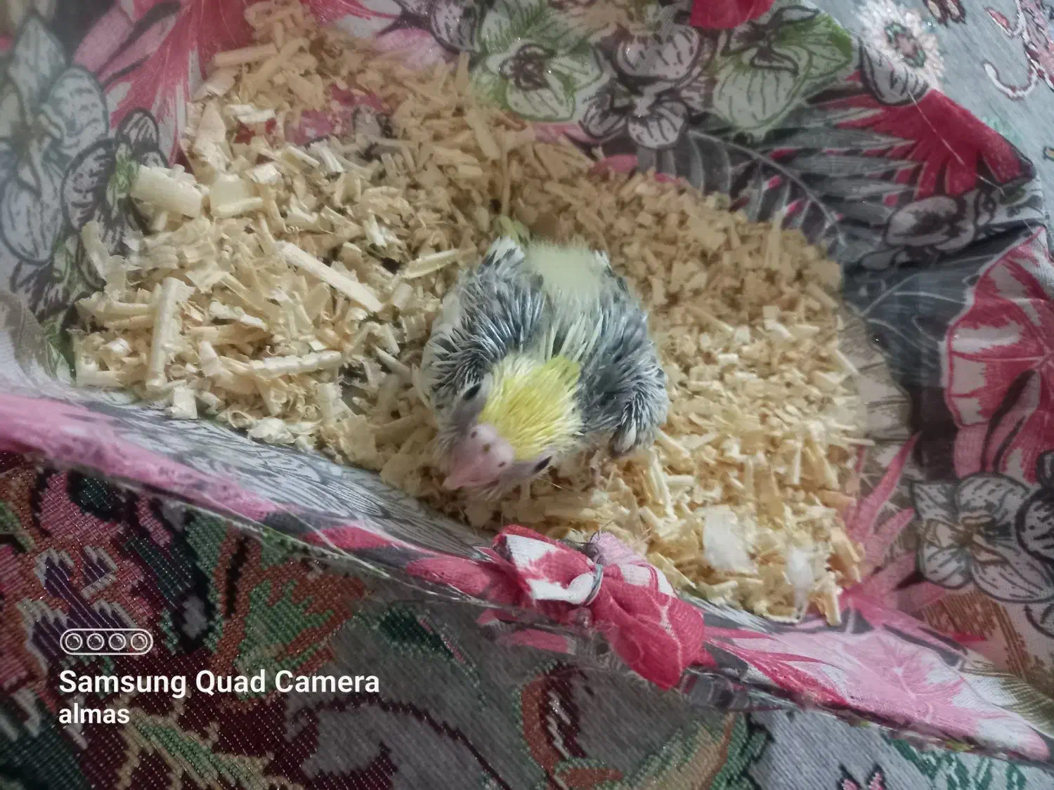 عروس هلندی|پرنده|قم, علی آباد سعدگان|دیوار