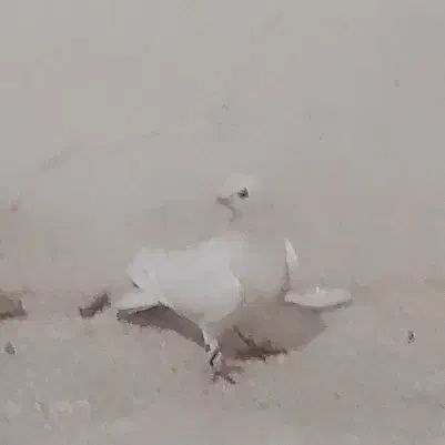 دمگیر سفید نر دولا|پرنده|اصفهان, خوراسگان|دیوار