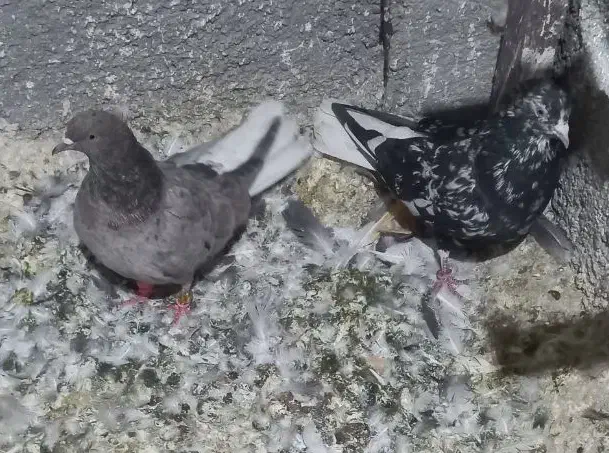 جفت هفترنگ دمسفید|پرنده|گلبهار, شهر جدید گلبهار|دیوار