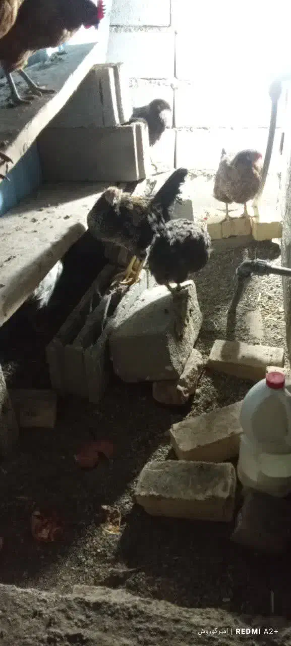 مرغ وخروس محلی|حیوانات مزرعه|قم, پردیسان|دیوار
