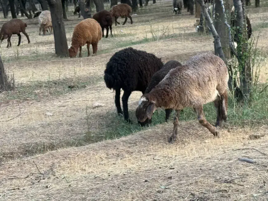 بره و‌گوسفند و میش آبستن  دماوند جاده وادان|حیوانات مزرعه|دماوند, گیلاوند|دیوار