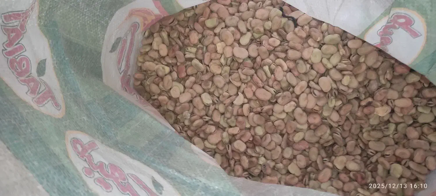 باقلا برای کاشت|عمدهفروشی|چرام, |دیوار