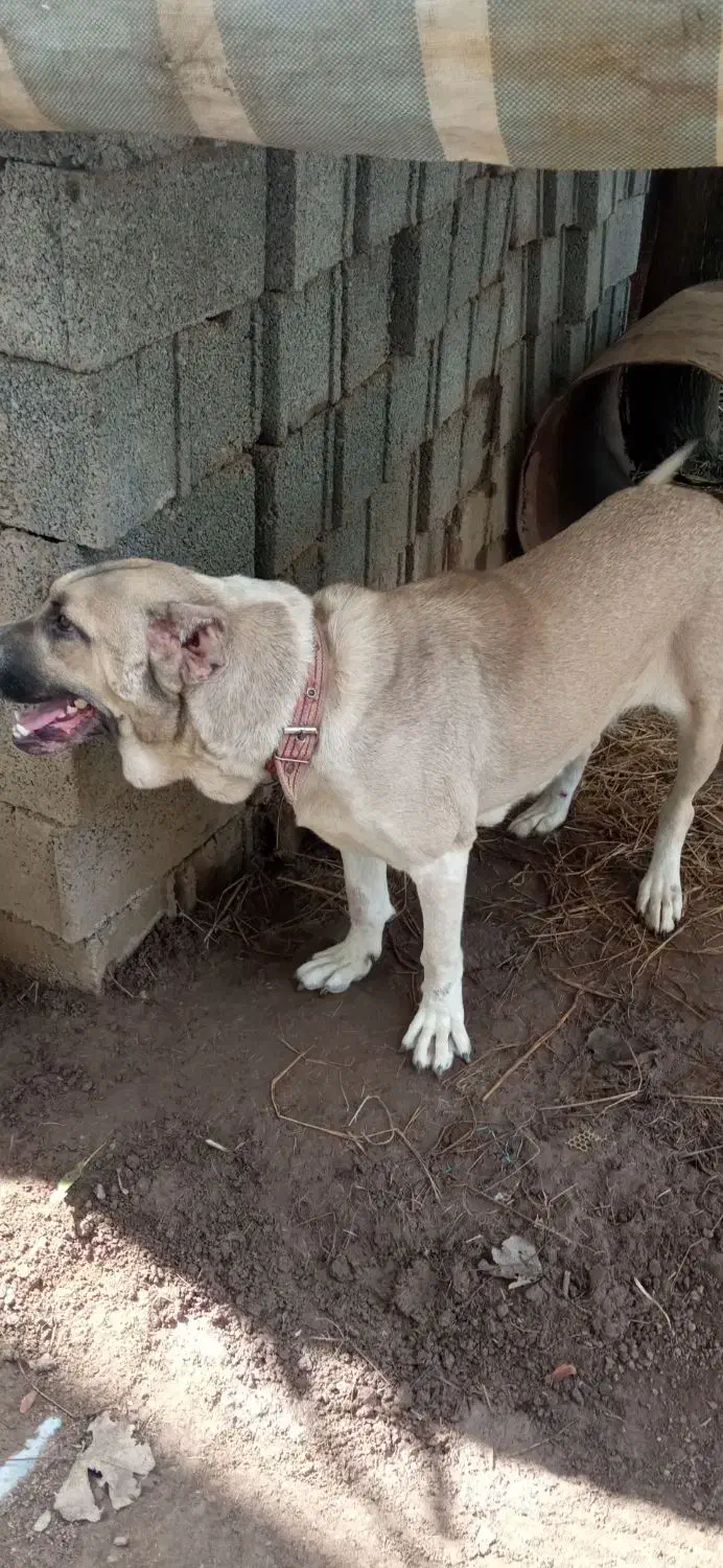 سگ. سراب|سگ|خشکبیجار, |دیوار