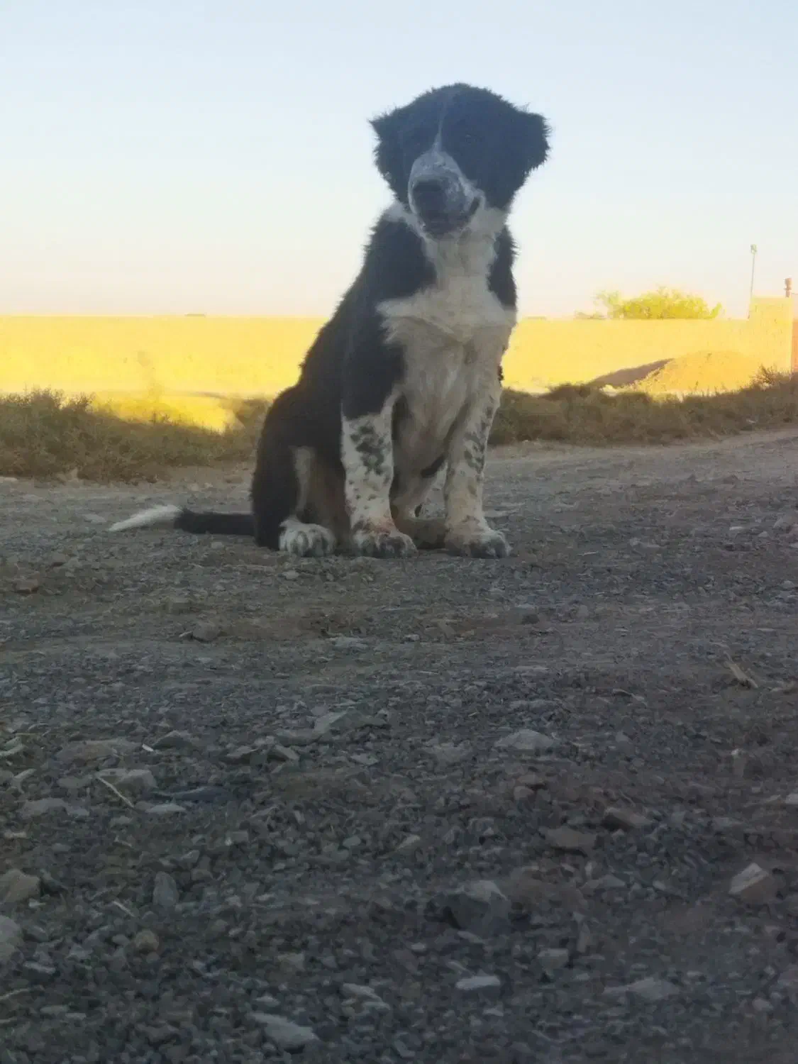 تو نر 3ماه همچی تموم|سگ|ورزنه, |دیوار