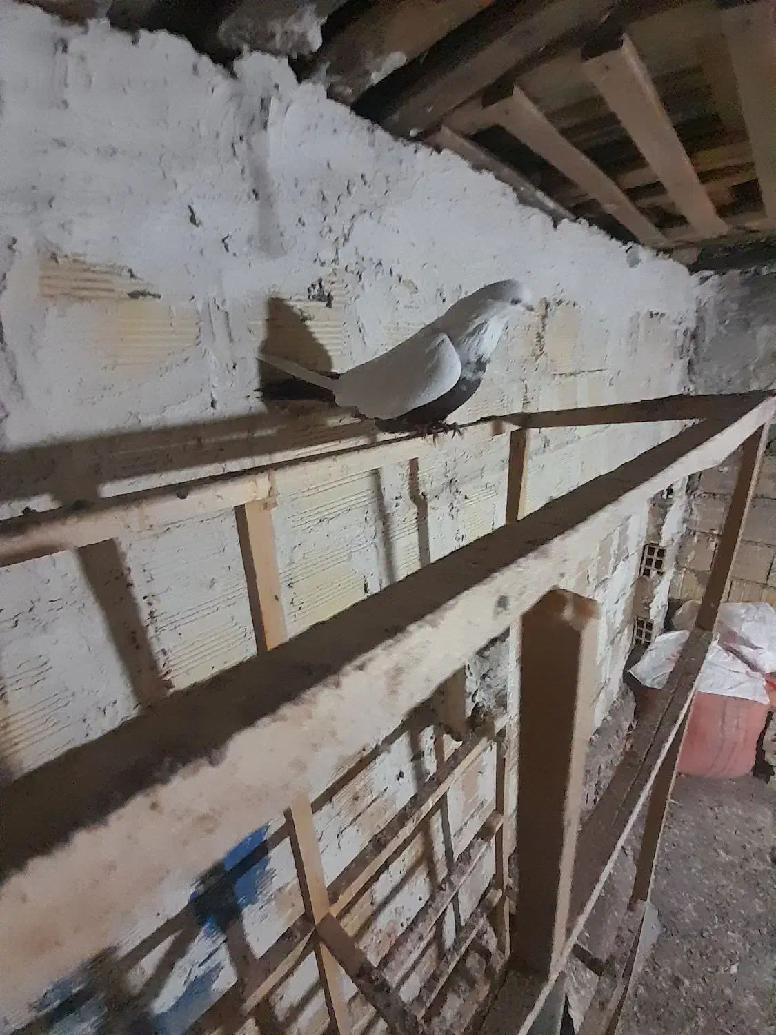 کفتر دم بادمجانی|پرنده|میانه, |دیوار