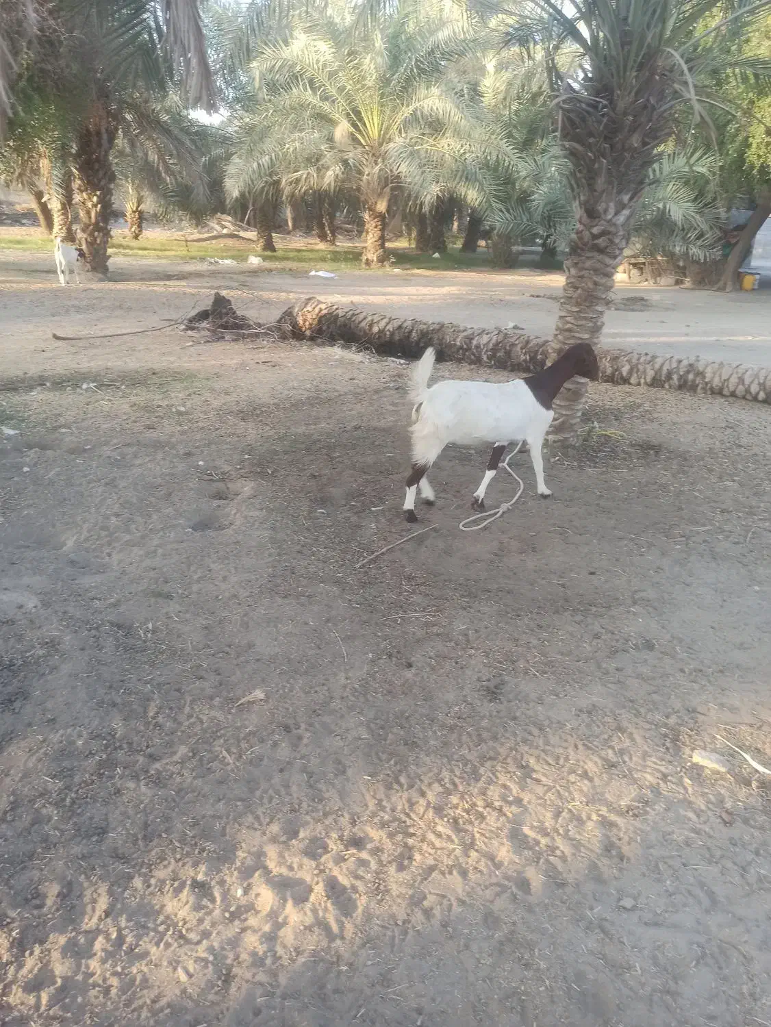 گوسفند|حیوانات مزرعه|بندرعباس, |دیوار