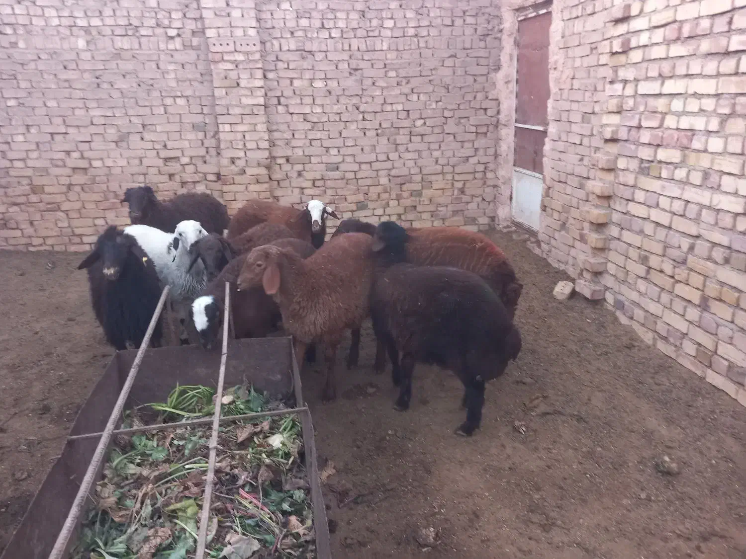 ۱۰راس بره نرموجود|حیوانات مزرعه|سبزوار, ابوریحان|دیوار