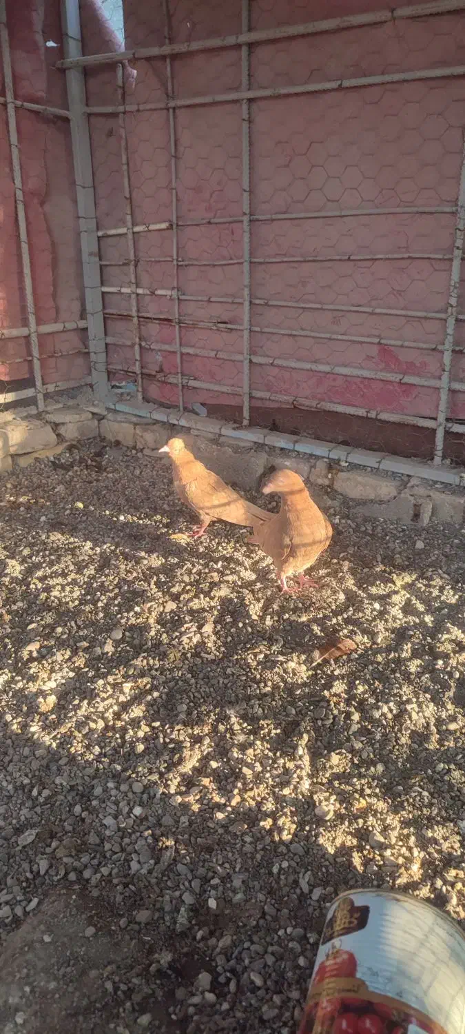 کفتر زرد درجایی|پرنده|میناب, |دیوار