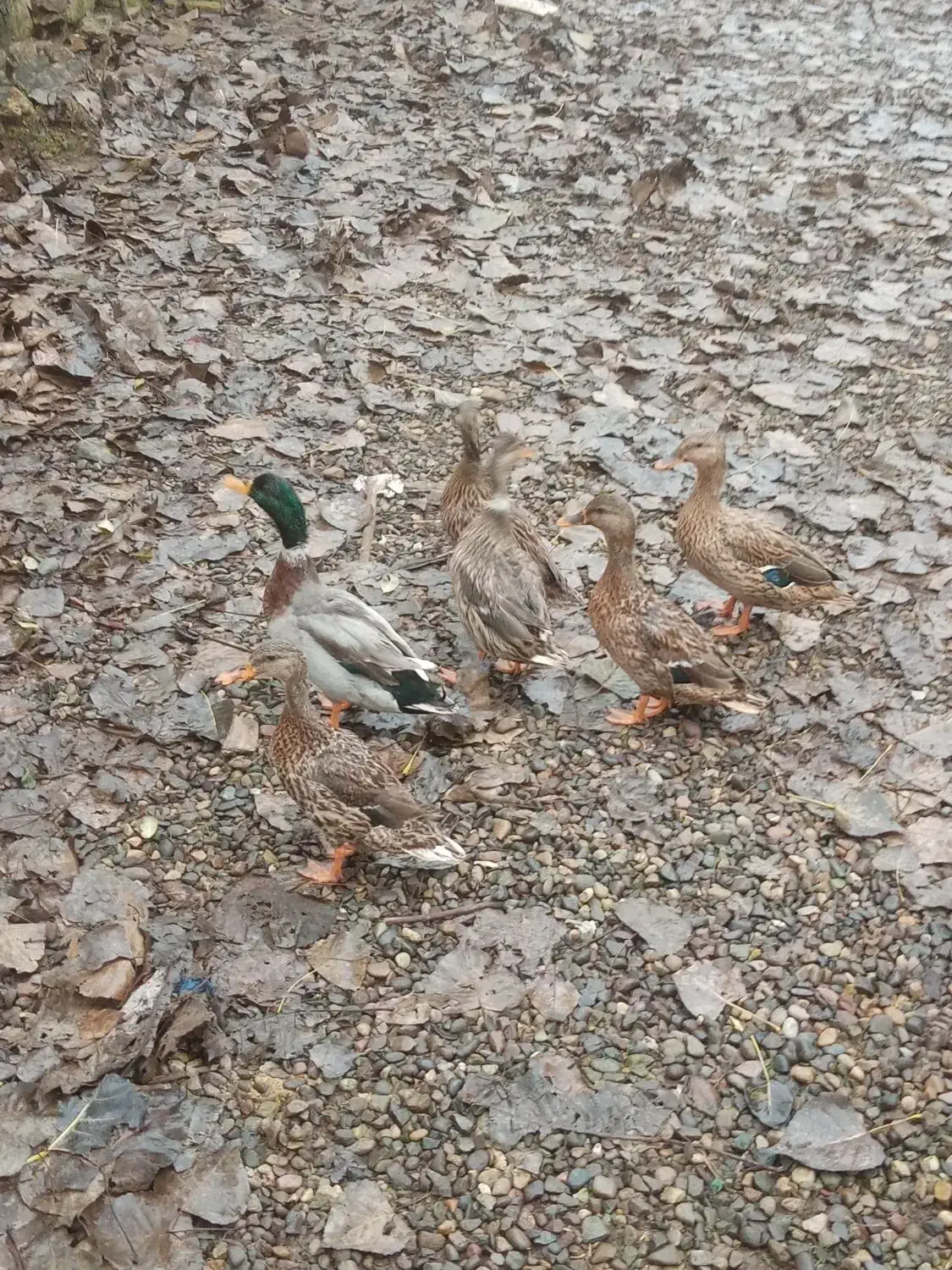 اردک نمایی (پروازی)|حیوانات مزرعه|آستانه اشرفیه, |دیوار