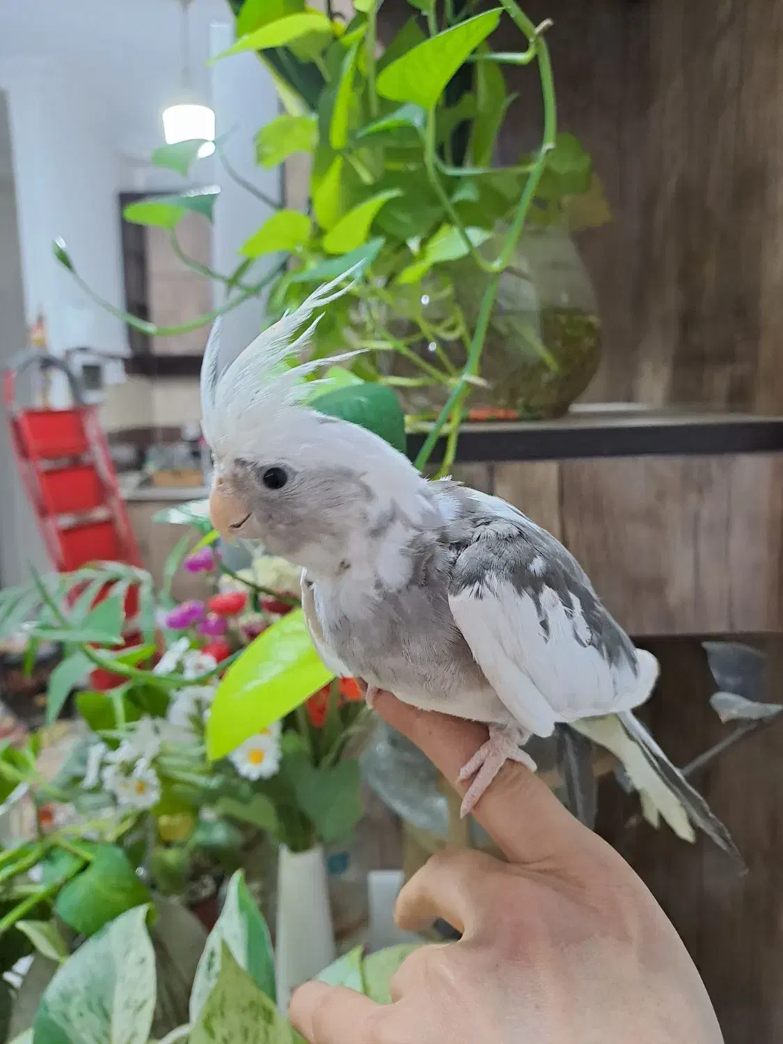 عروس نر البینو ۳ ماه و نیمه|پرنده|رشت, سعدی (تختی)|دیوار