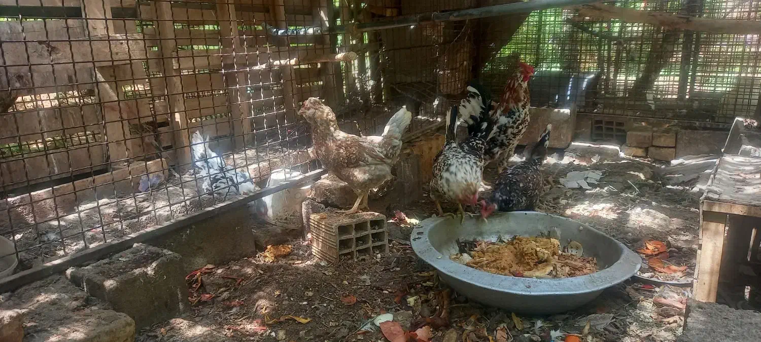 تخم مرغ نطفه دار گلین|پرنده|یزد, |دیوار