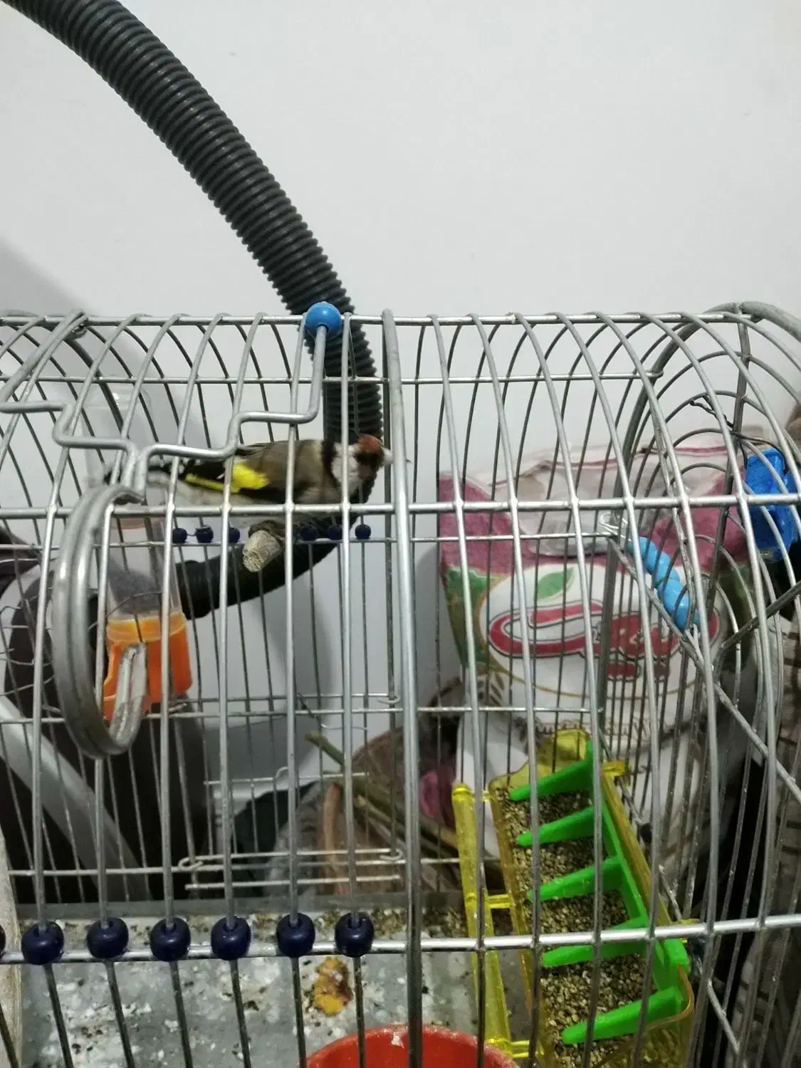 سهره زیبا|پرنده|کرمانشاه, |دیوار