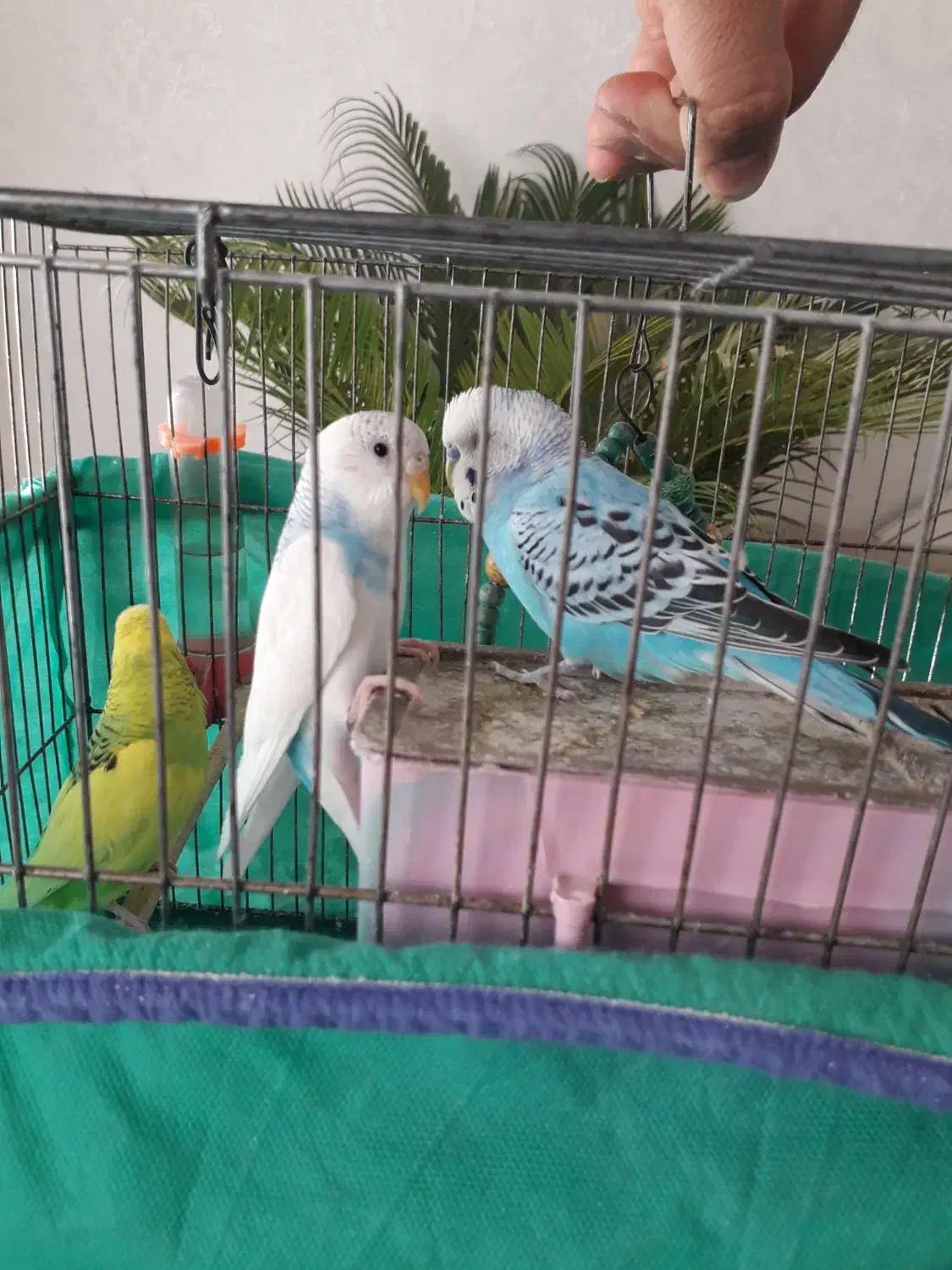 پرنده|پرنده|سنندج, |دیوار