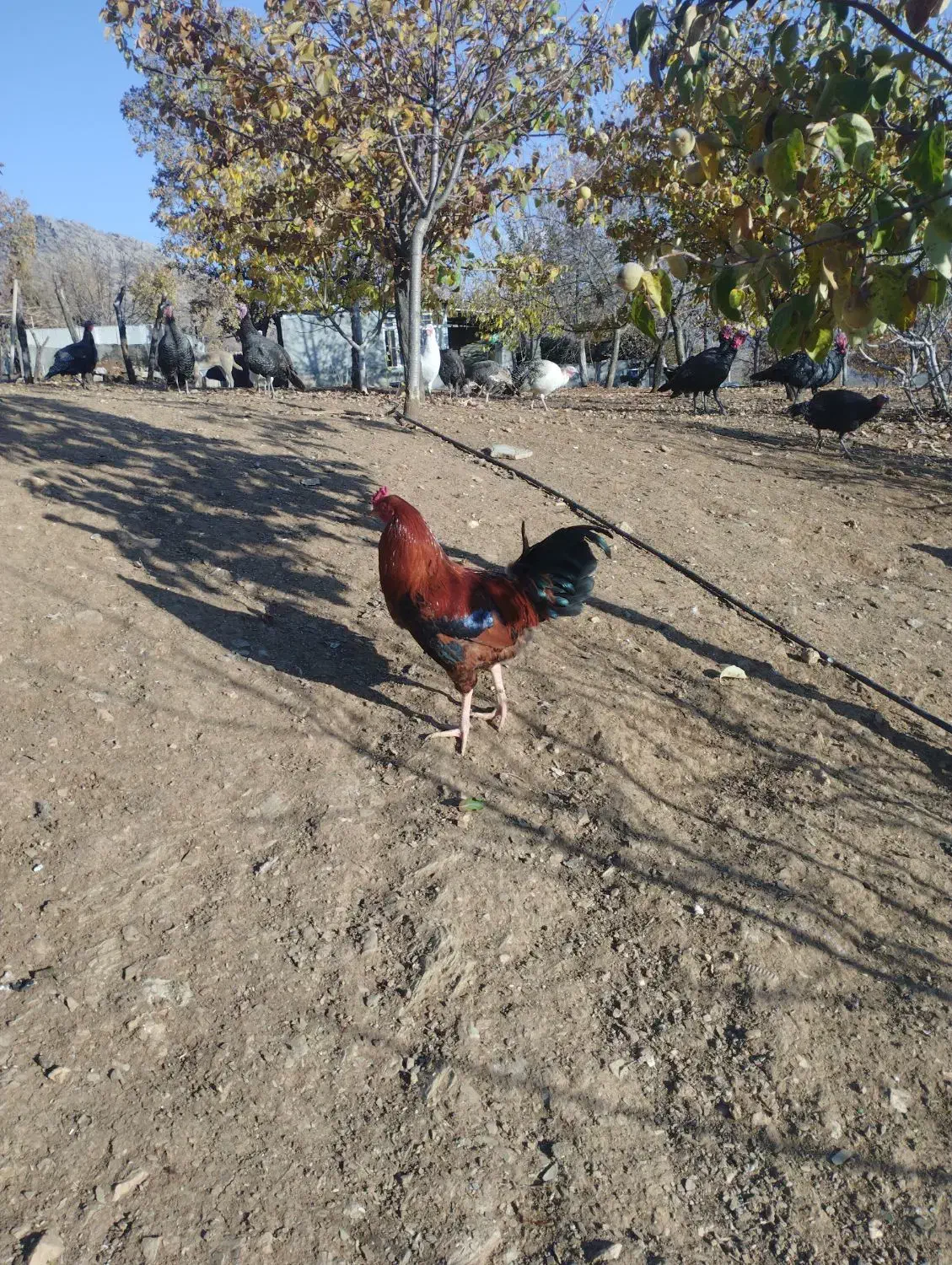 مرغ خروس محلی|حیوانات مزرعه|بانه, |دیوار