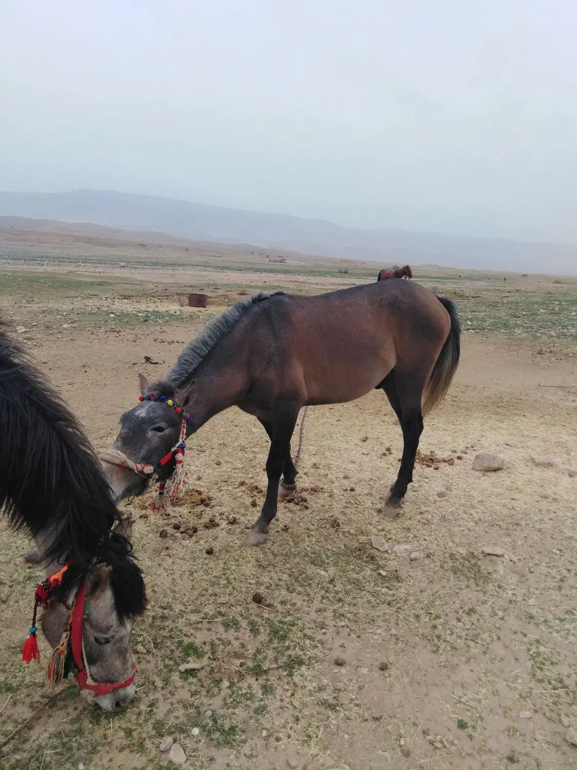 اسب|اسب و تجهیزات اسبسواری|مهران (ایلام), |دیوار