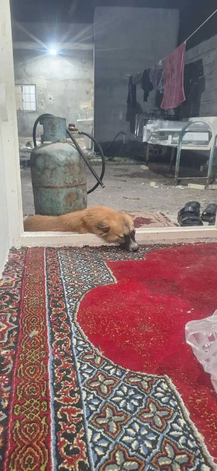 گمشده|سگ|میناب, |دیوار