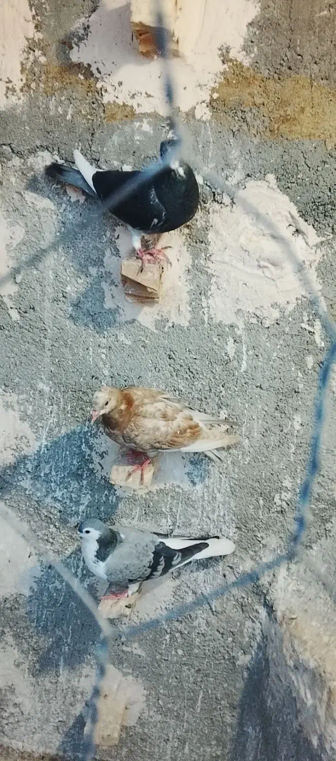 کفتر|پرنده|مشهد, شیرحصار|دیوار