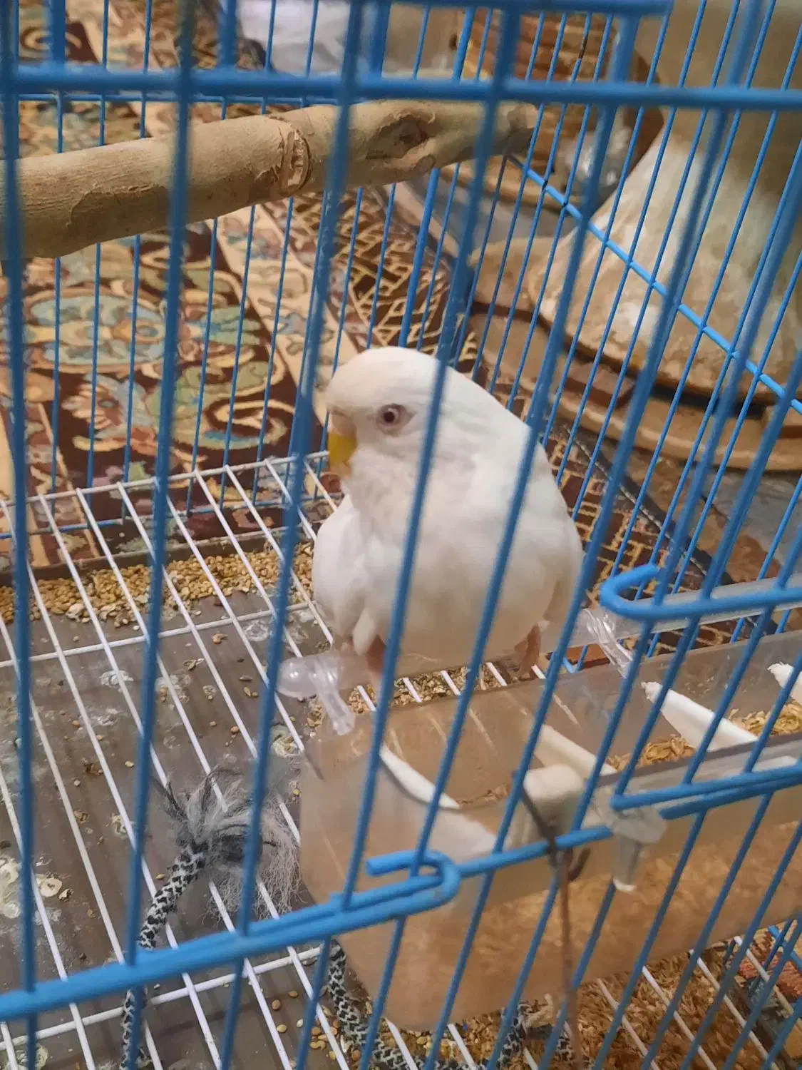 مرغ عشق سفید هلندی|پرنده|کرمان, |دیوار