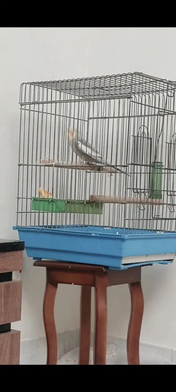 قفس طوطی محکم و سالم|لوازم جانبی حیوانات|تهران, مینای شمالی (مخبر)|دیوار