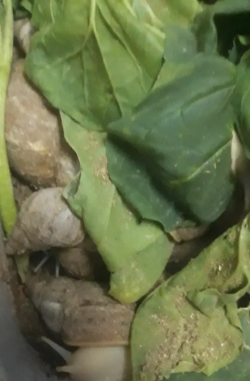 حلزون|خزنده|آران و بیدگل, |دیوار